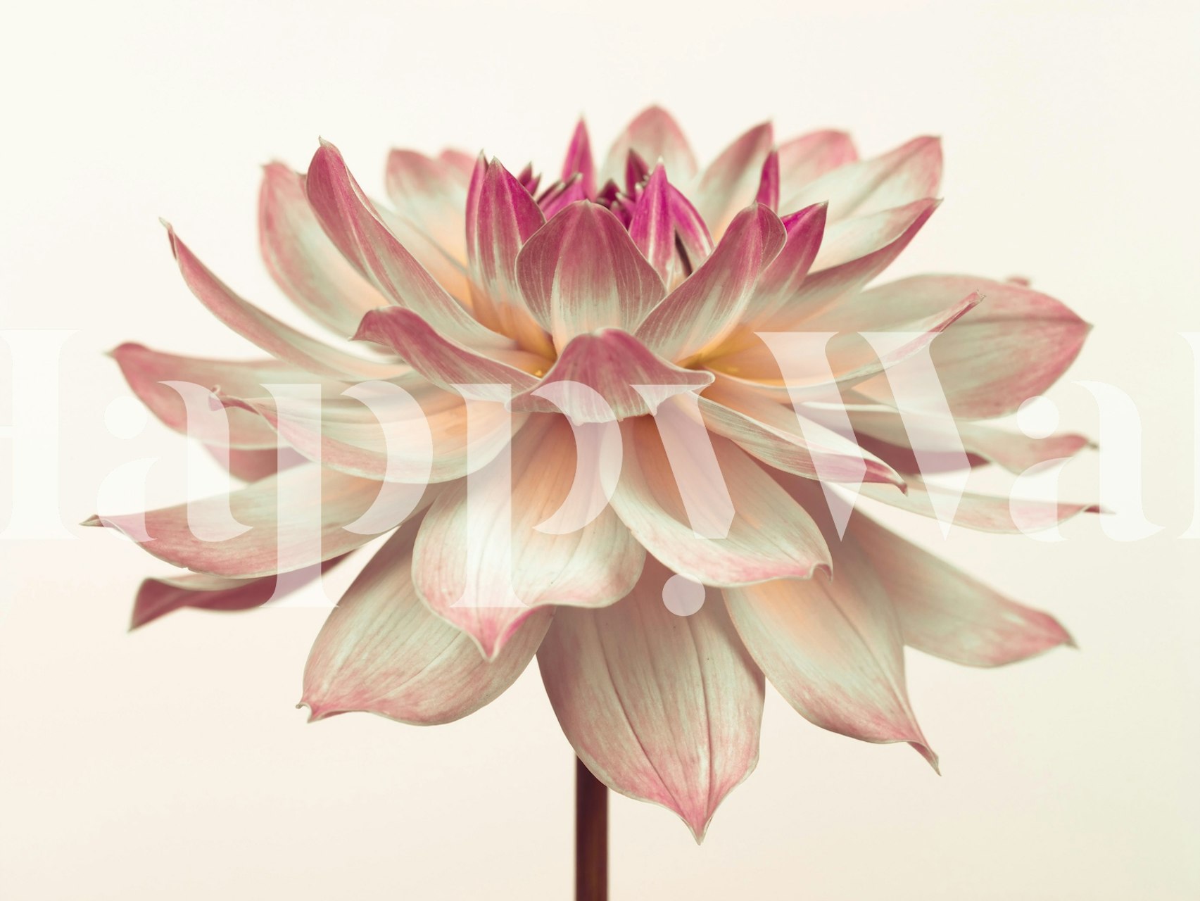 Pink dahlia flower wallpaper with soft petals on white background