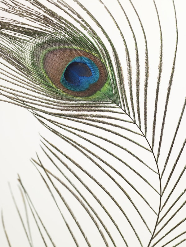Peacock feather