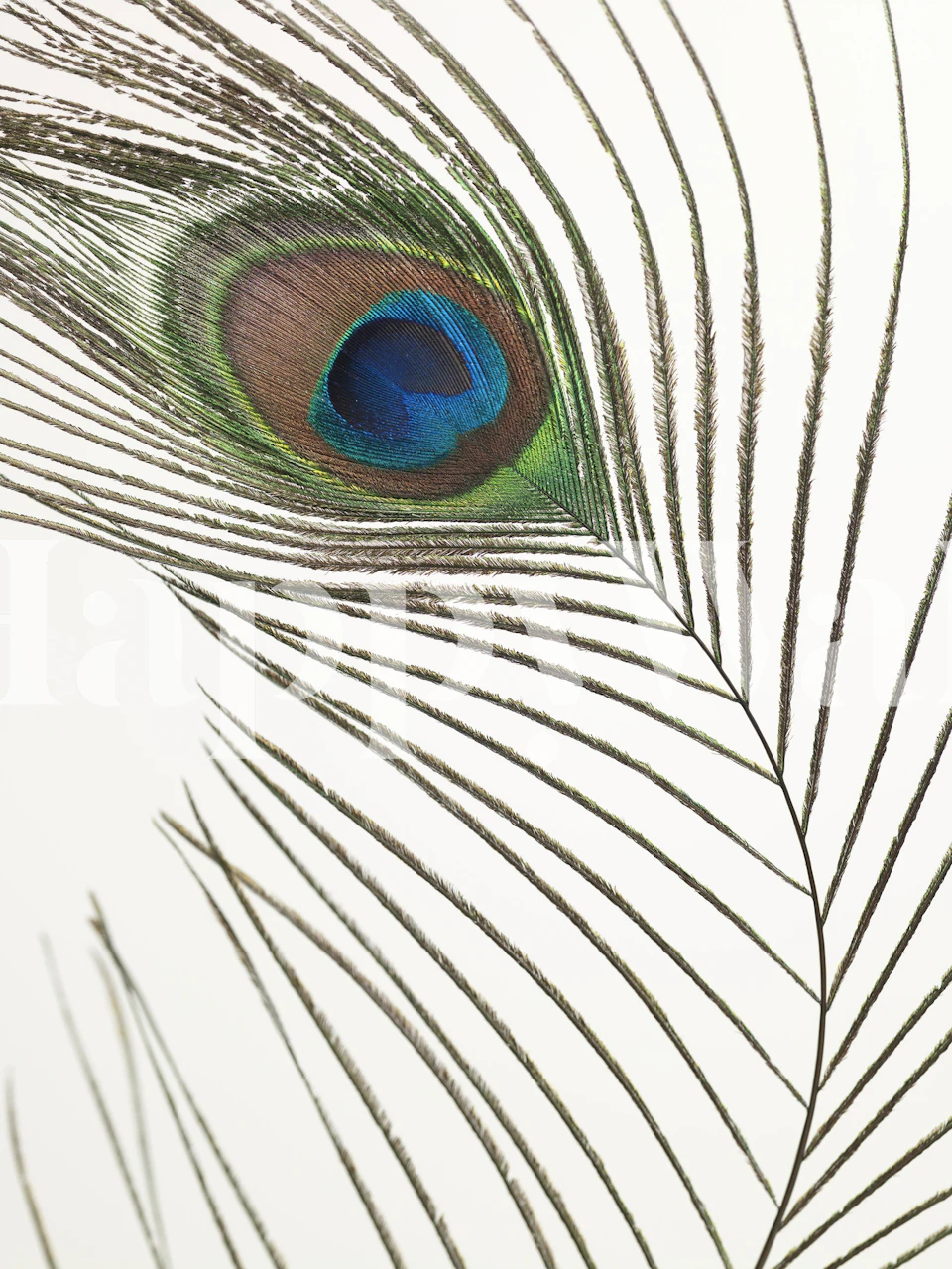 Close-up of peacock feather wall mural with vibrant blue and green hues