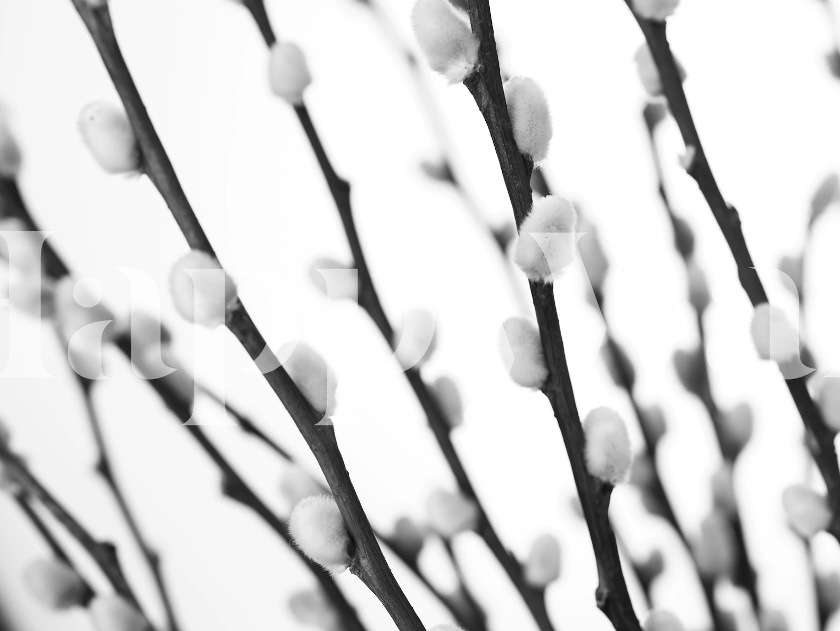 Black and white pussy willow branches on soft background wallpaper