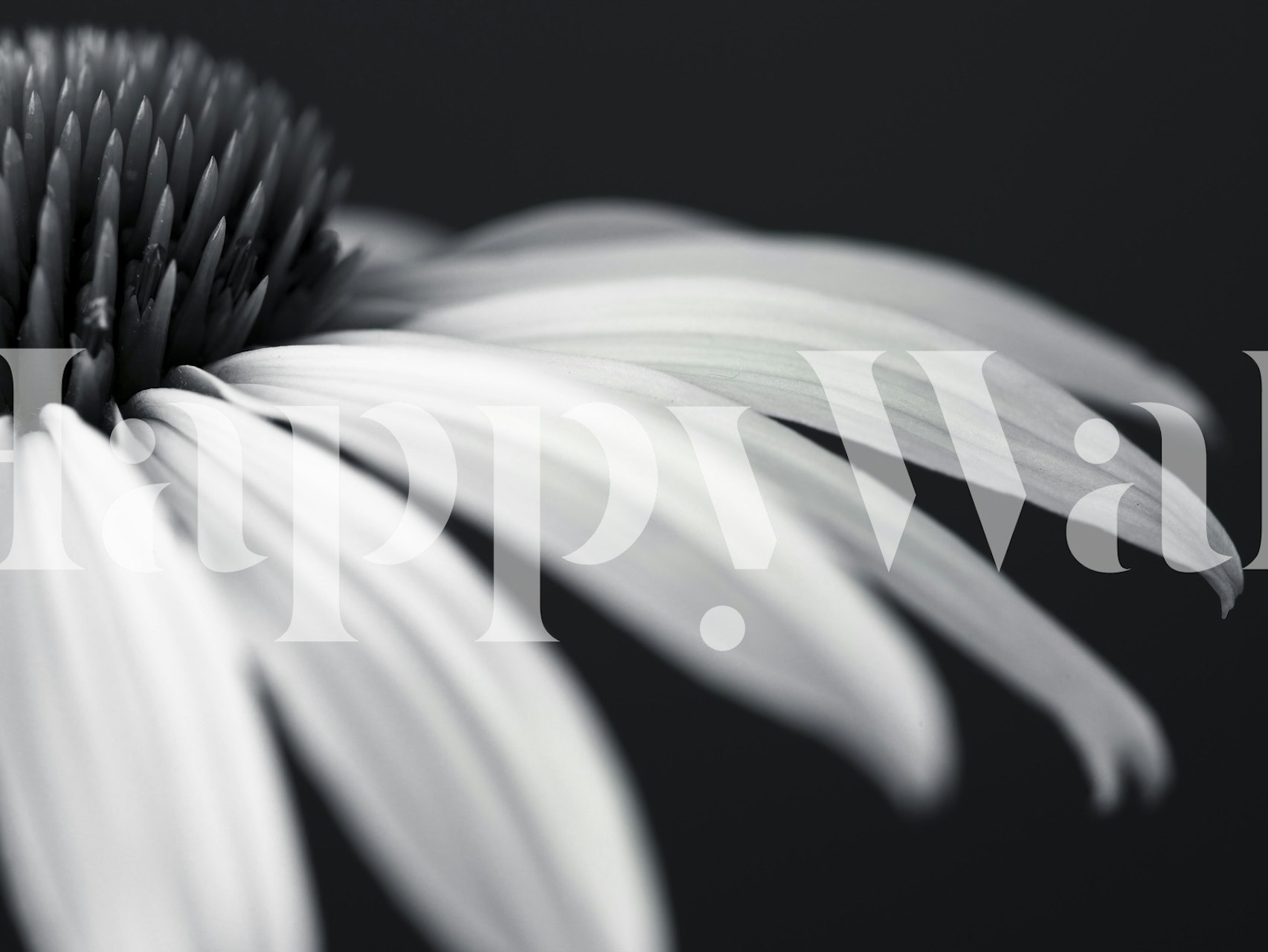 Close-up of a coneflower in grayscale for a wall mural