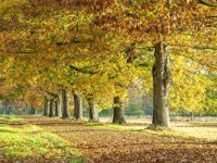 Row of trees in autumn tapete