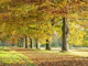 Row of trees in autumn