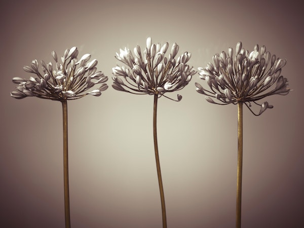 Three African Lilies