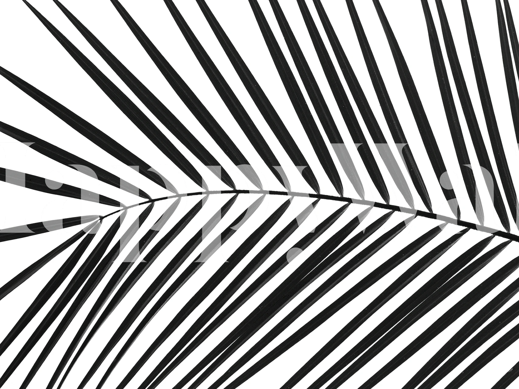 Palm tree leaf wallpaper in a room