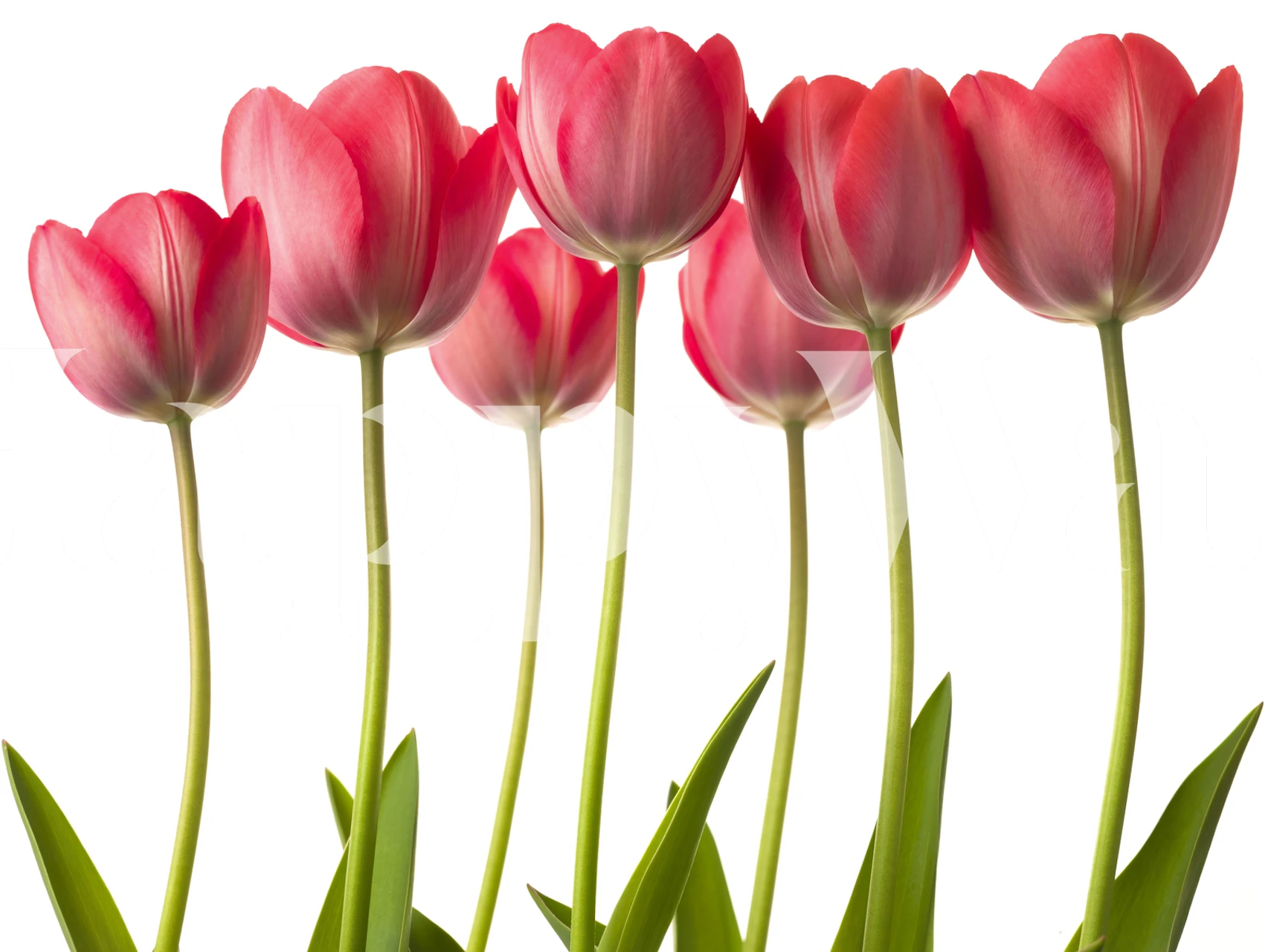 Wallpaper featuring growing tulips in a room