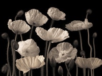 Poppies and buds wallpaper