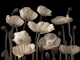Poppies and buds