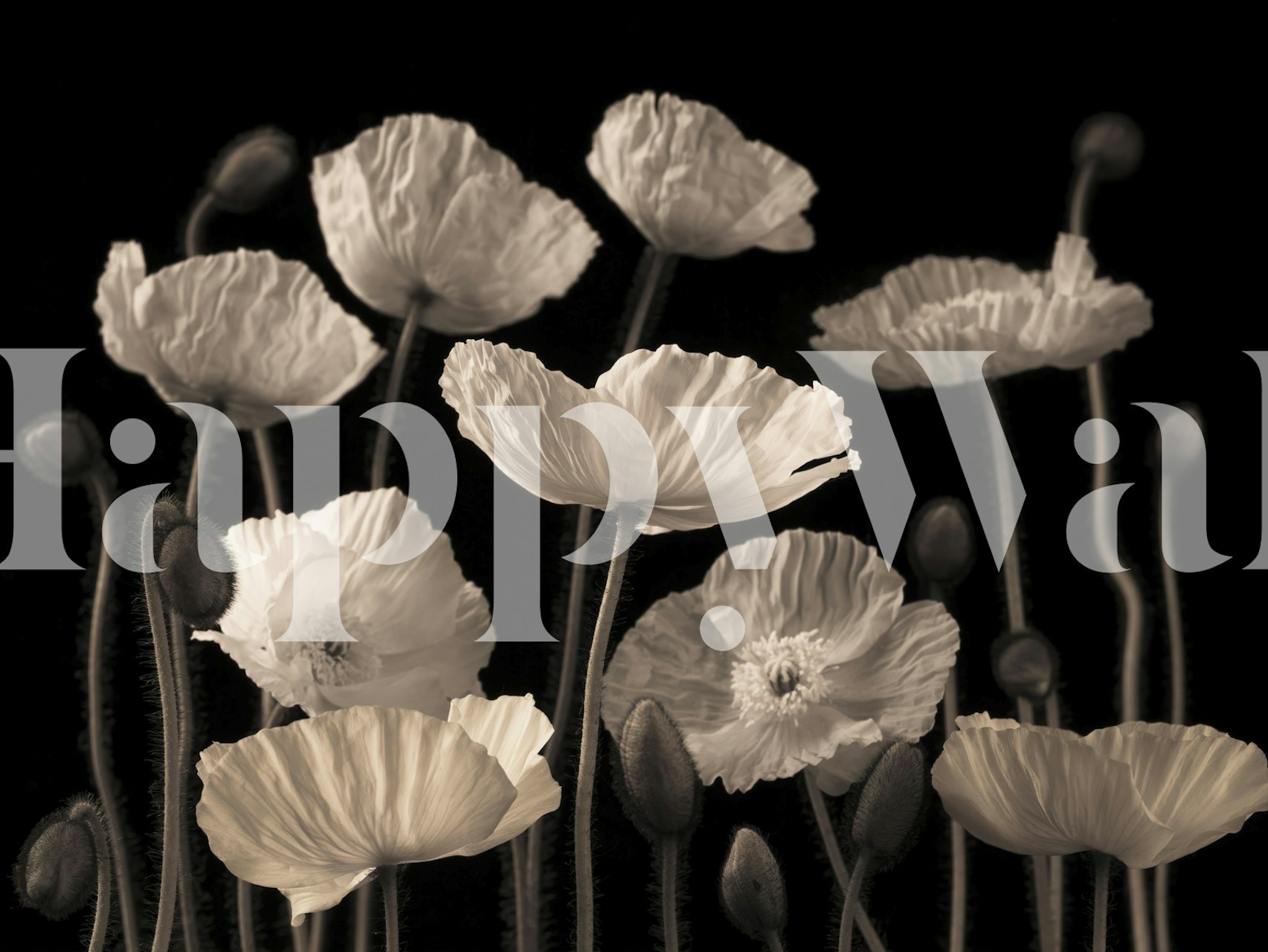 Black and white floral wallpaper featuring poppies and buds