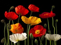 Multicoloured Poppies and buds wallpaper