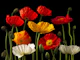 Multicoloured Poppies and buds