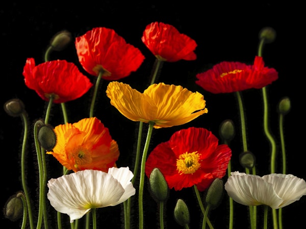 Multicoloured Poppies and buds