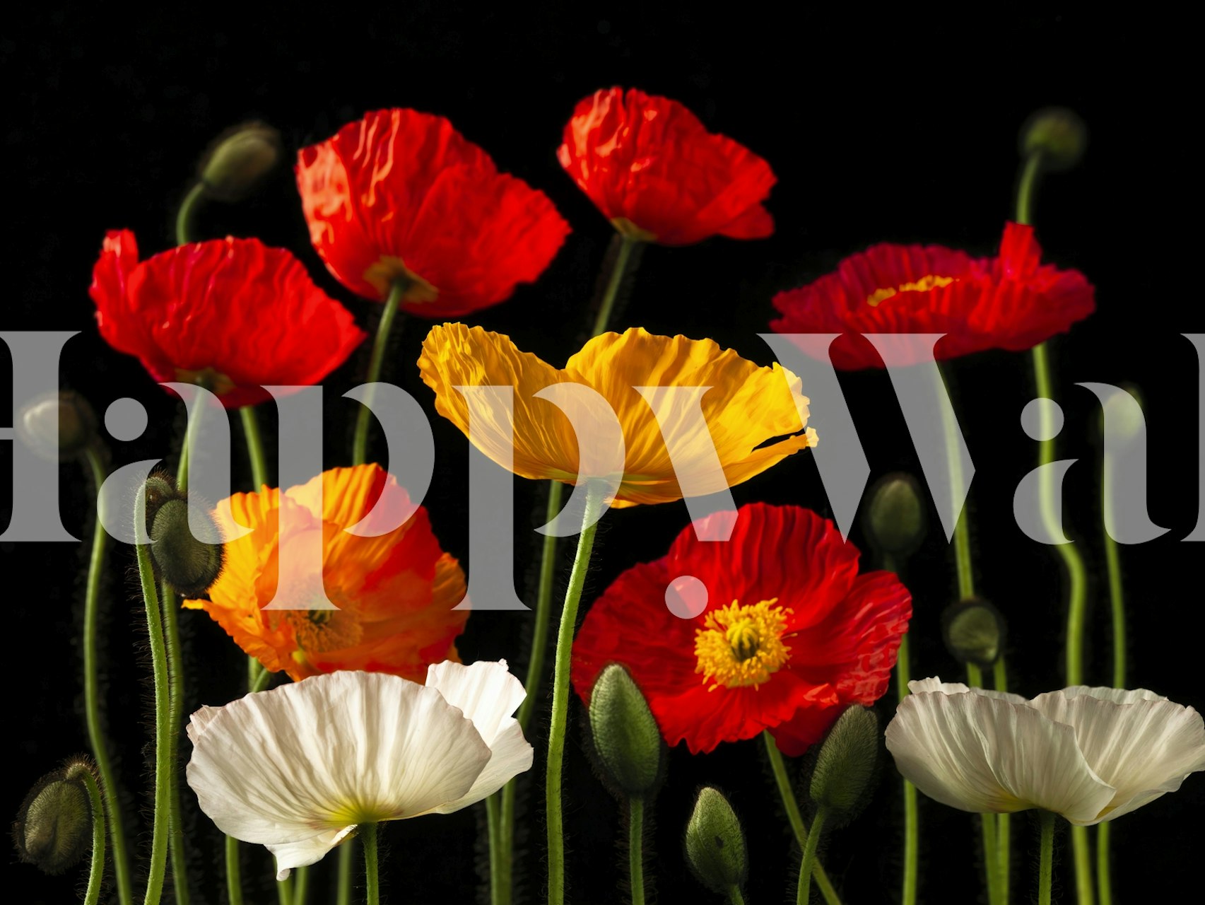 Multicoloured poppies wallpaper in a room