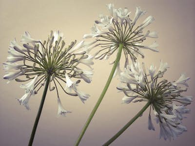 Τοιχογραφία