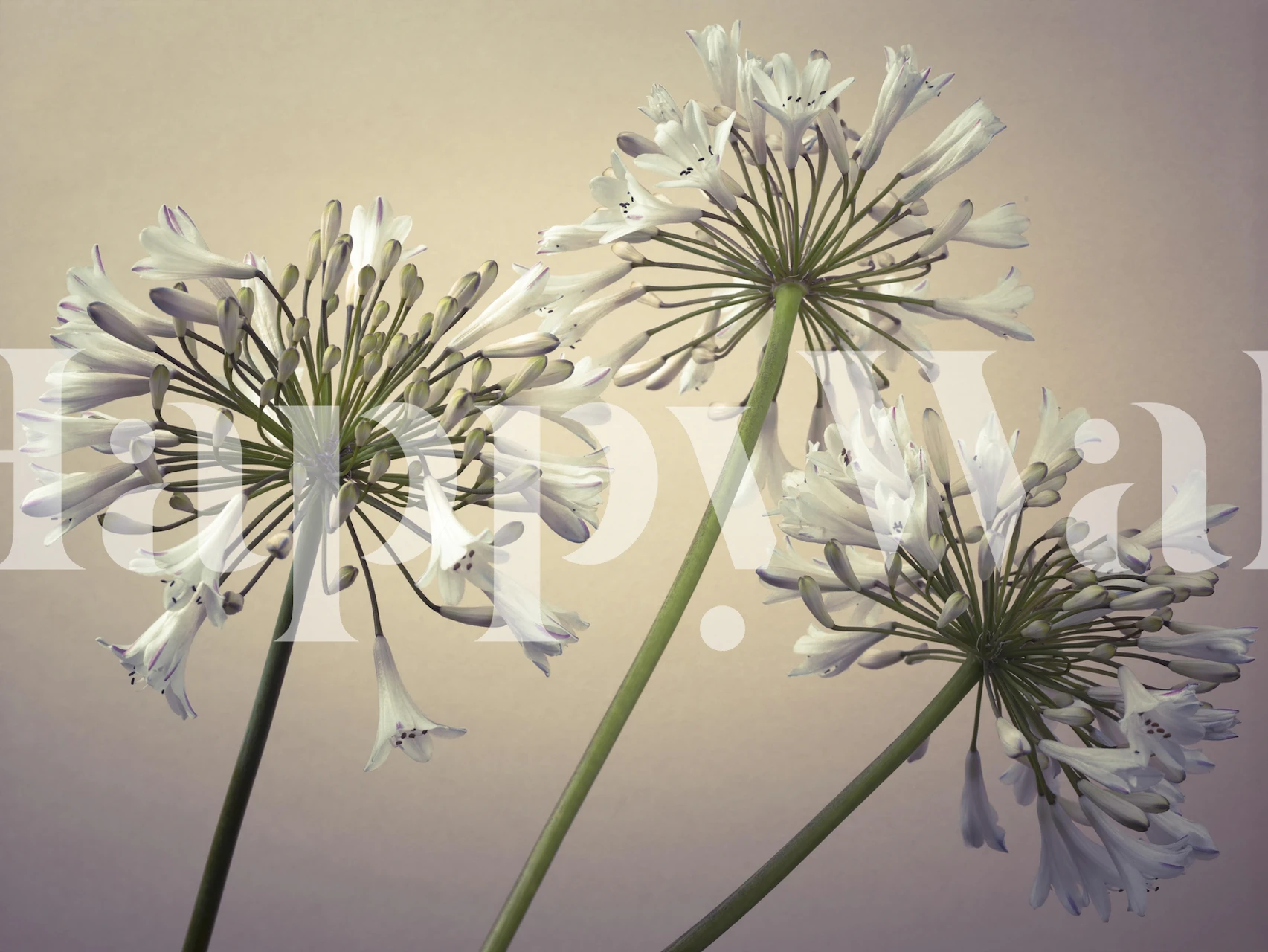 White lilies on green stems against a soft background wallpaper