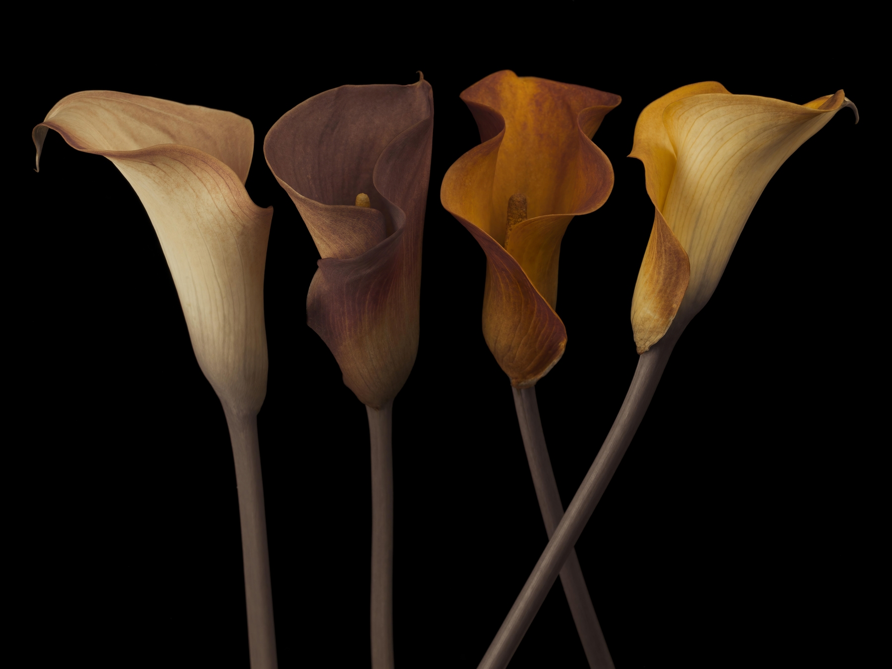 Four Calla Lilies Wallpaper Buy Online at Happywall