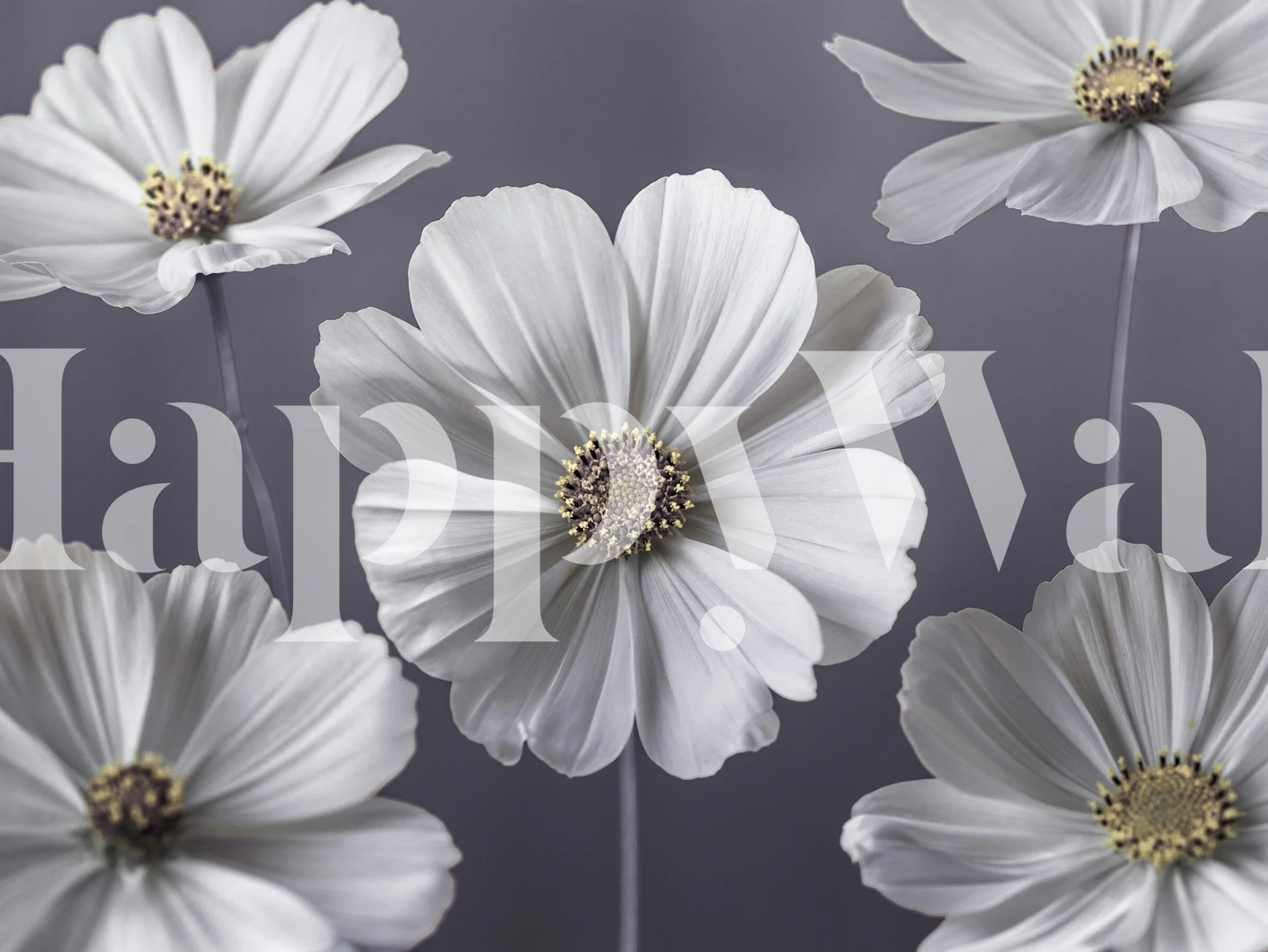 Carta da parati Cosmos flowers in un'ambientazione cameretta