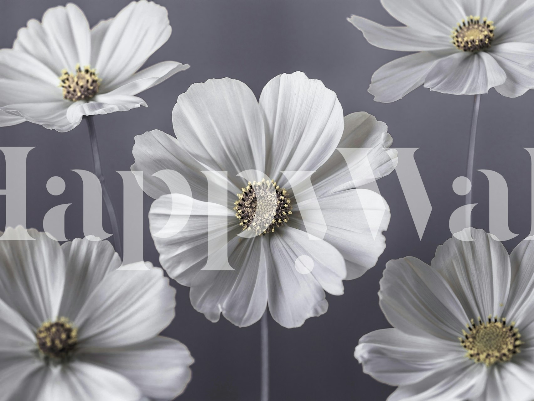 Cosmos flowers wallpaper in a room setting