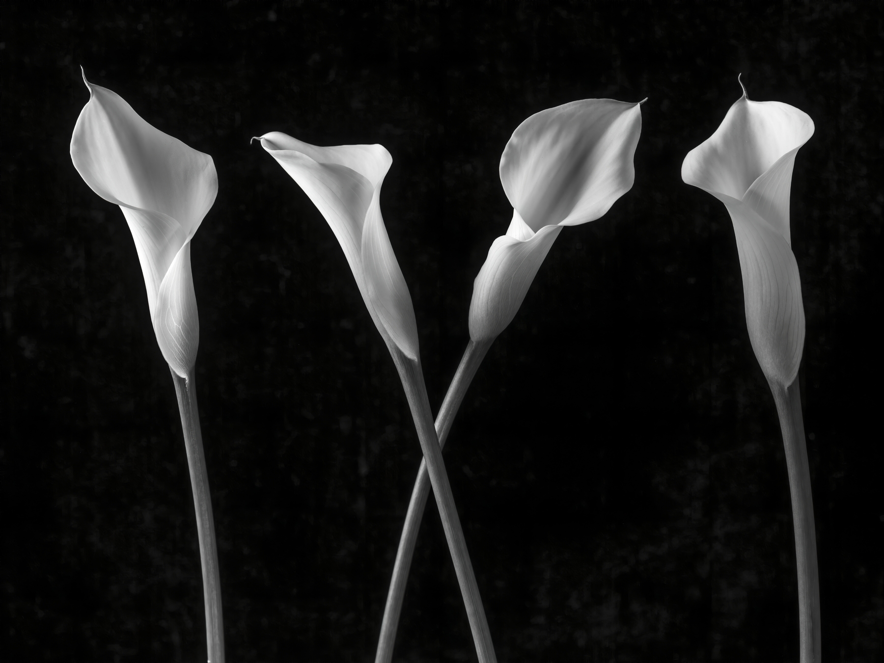 calla-lilies-in-a-row-wallpaper-happywall