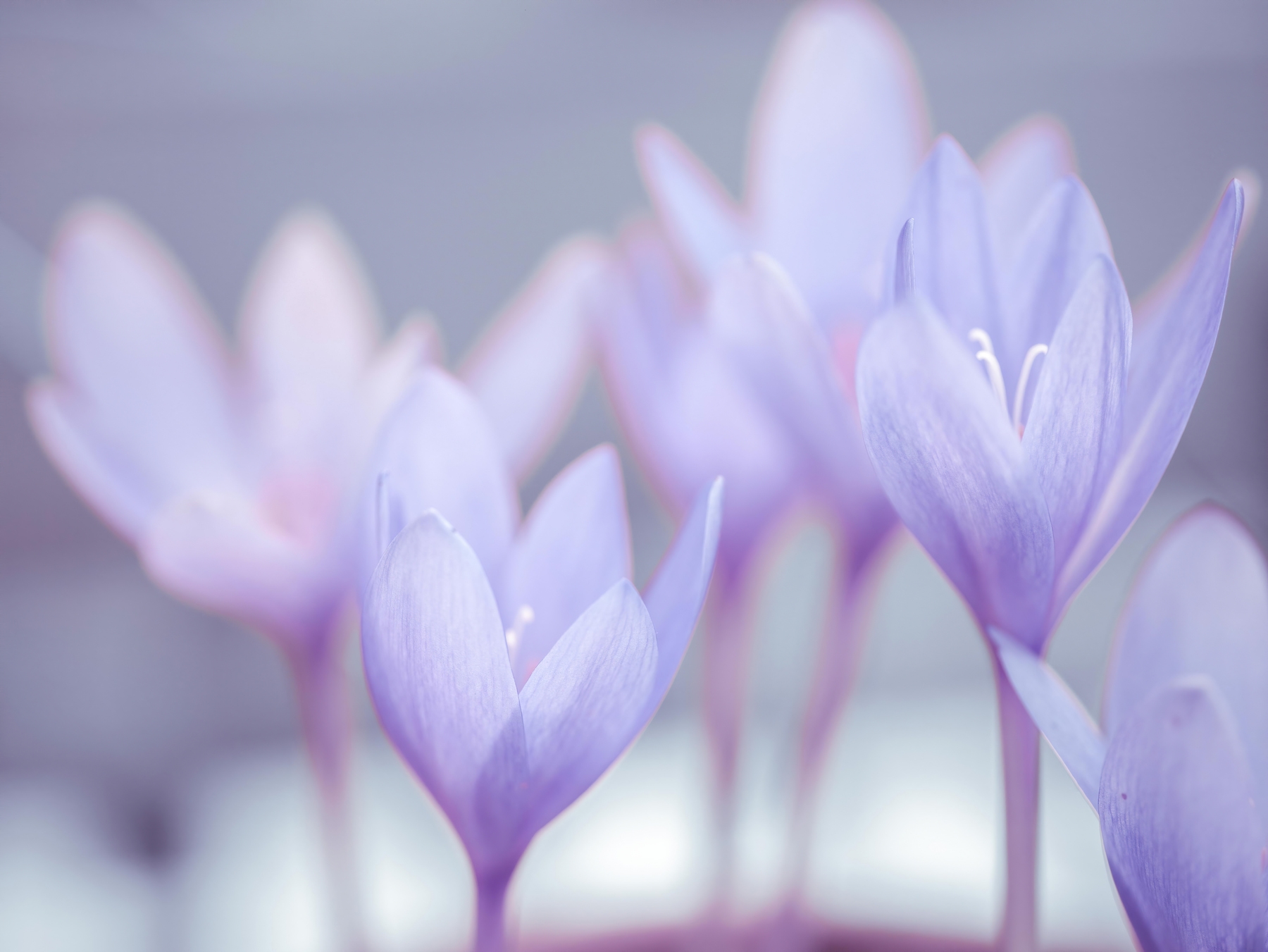 Crocus flowers wallpaper | Happywall