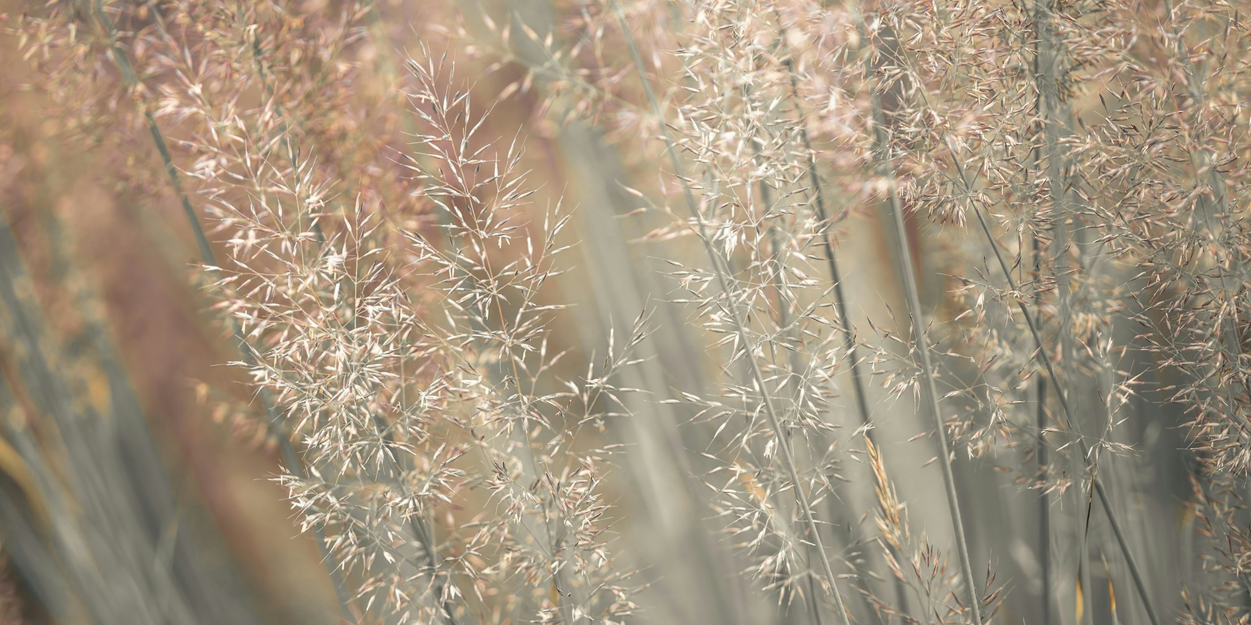 Fountain grass wallpaper - Happywall