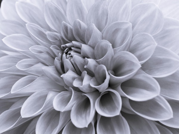 Dahlia flower - Full frame