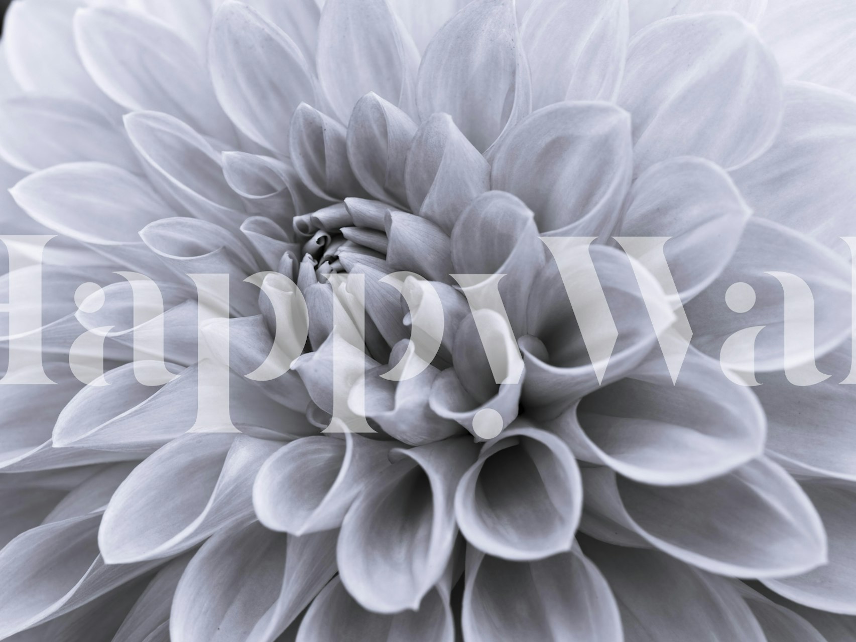 Dahlia flower wallpaper in a room