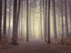 Misty trees