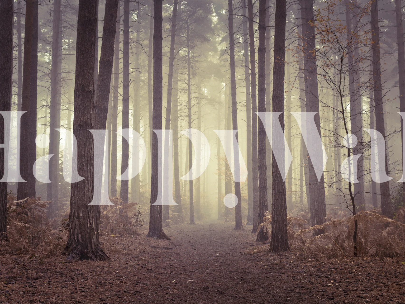 Papel de parede Misty trees em um ambiente tranquilo