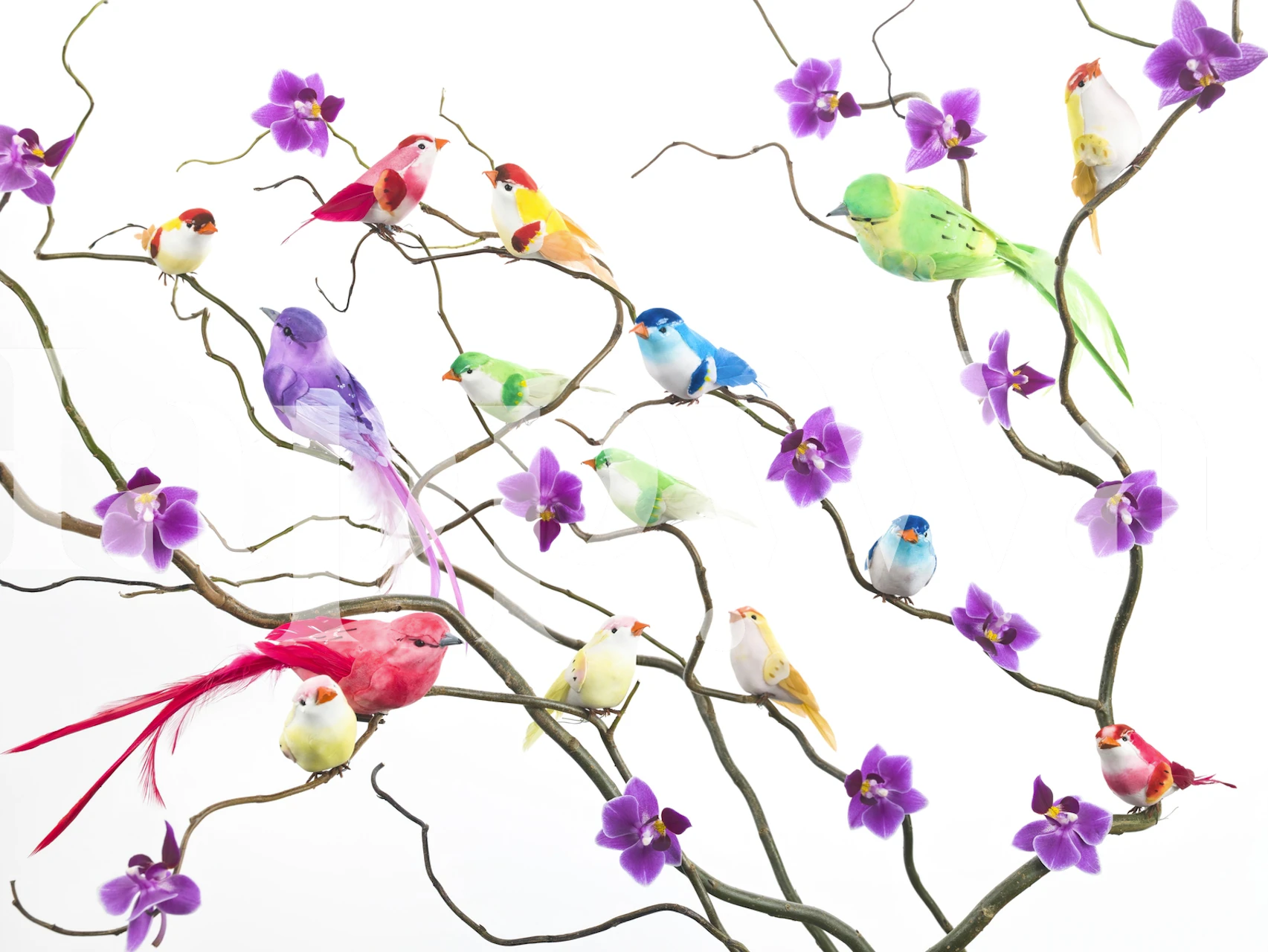 Kleurige vogels op takken behang