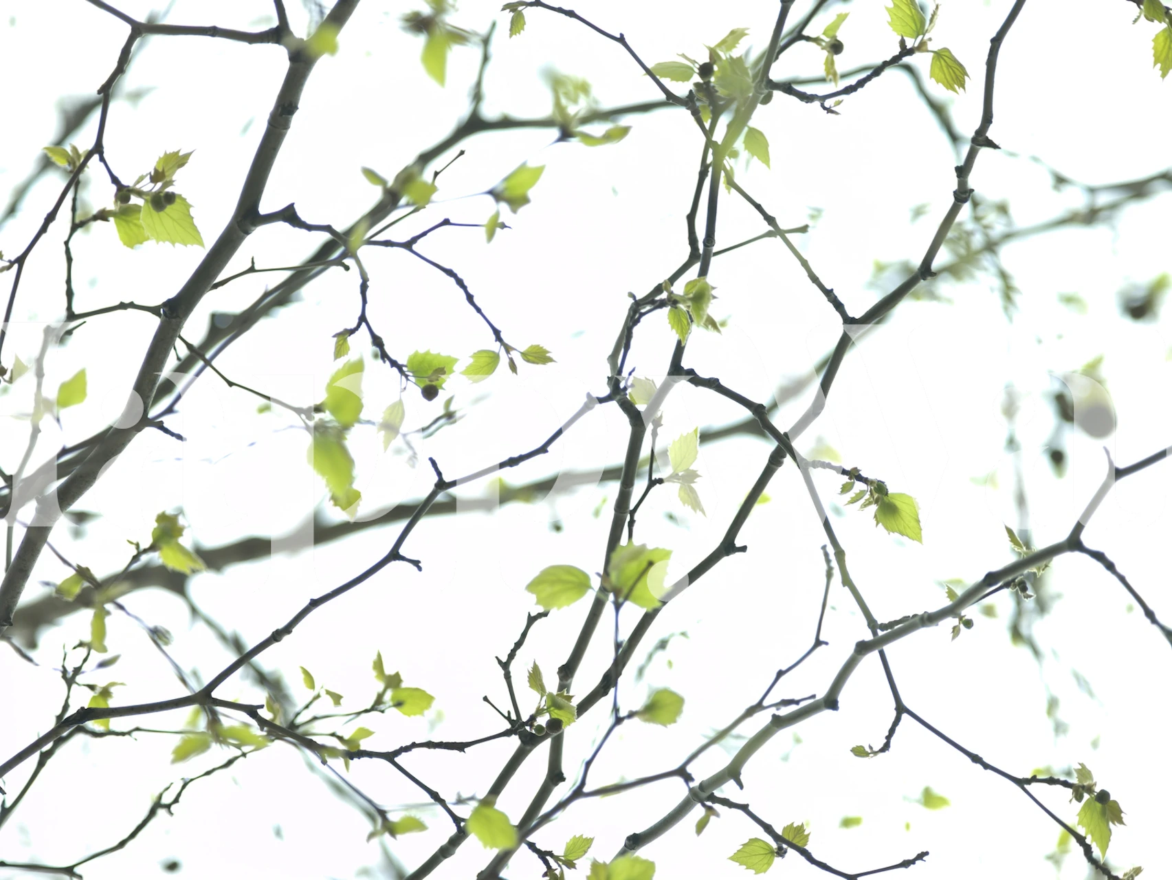 Leafy branches with green leaves on a light background wallpaper