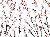 Twigs of Cherry plant 2 ταπετσαρία