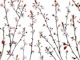 Twigs of Cherry plant 2