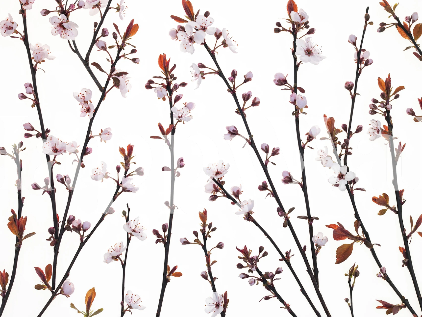 Cherry blossom branches with pink flowers and green leaves wallpaper