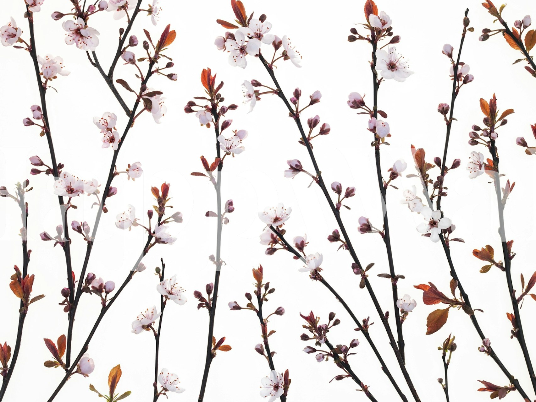 Cherry blossom branches with pink flowers and green leaves wallpaper