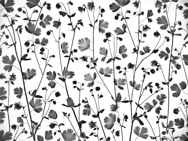 Columbine Aquilegia flowers 2