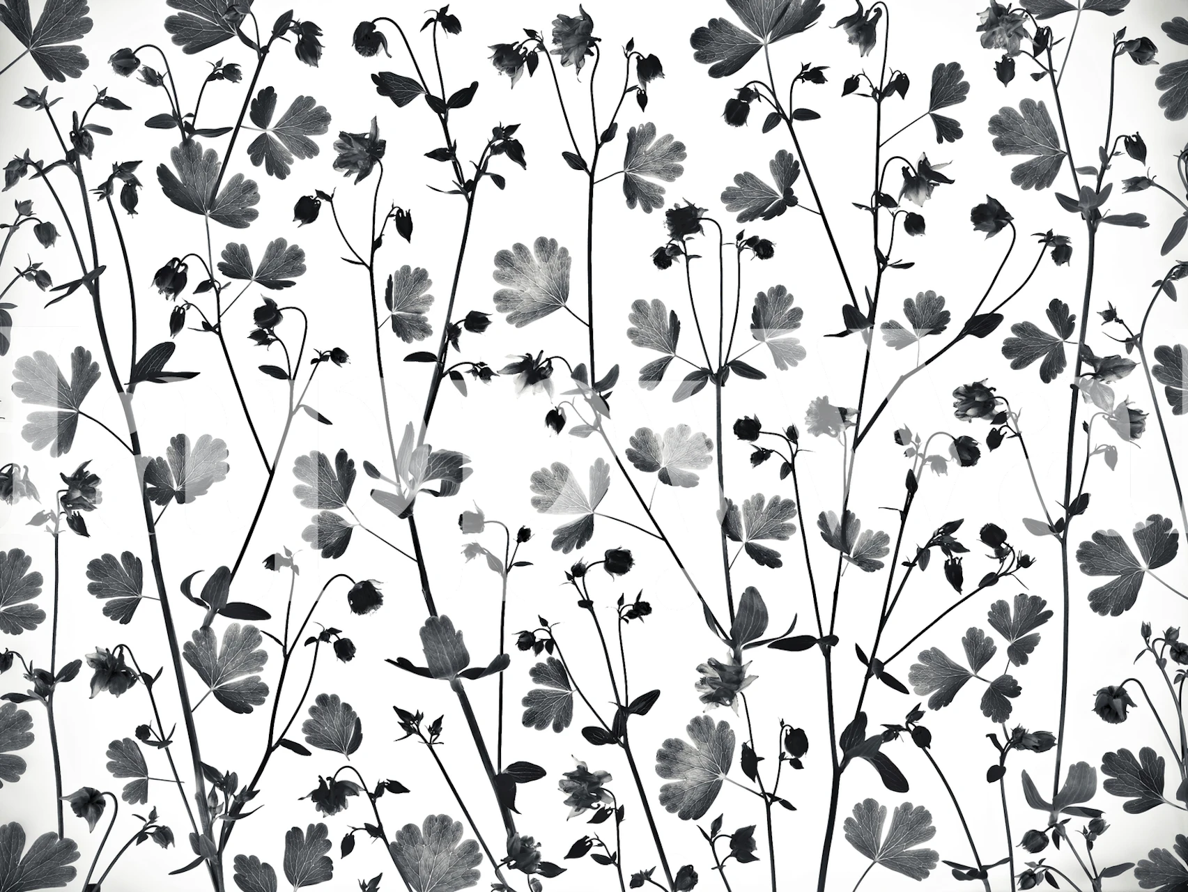 Zwart-witte Columbine Aquilegia bloemen muurschildering