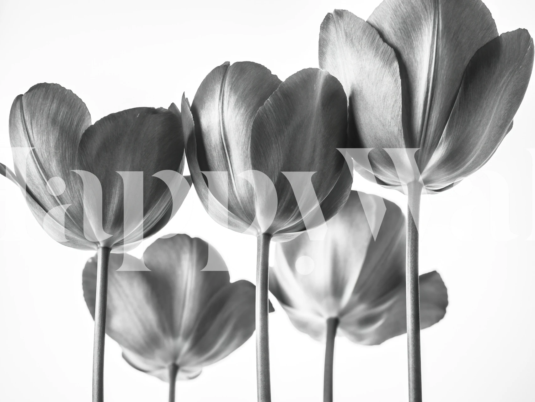 Black and white tulip flowers wallpaper