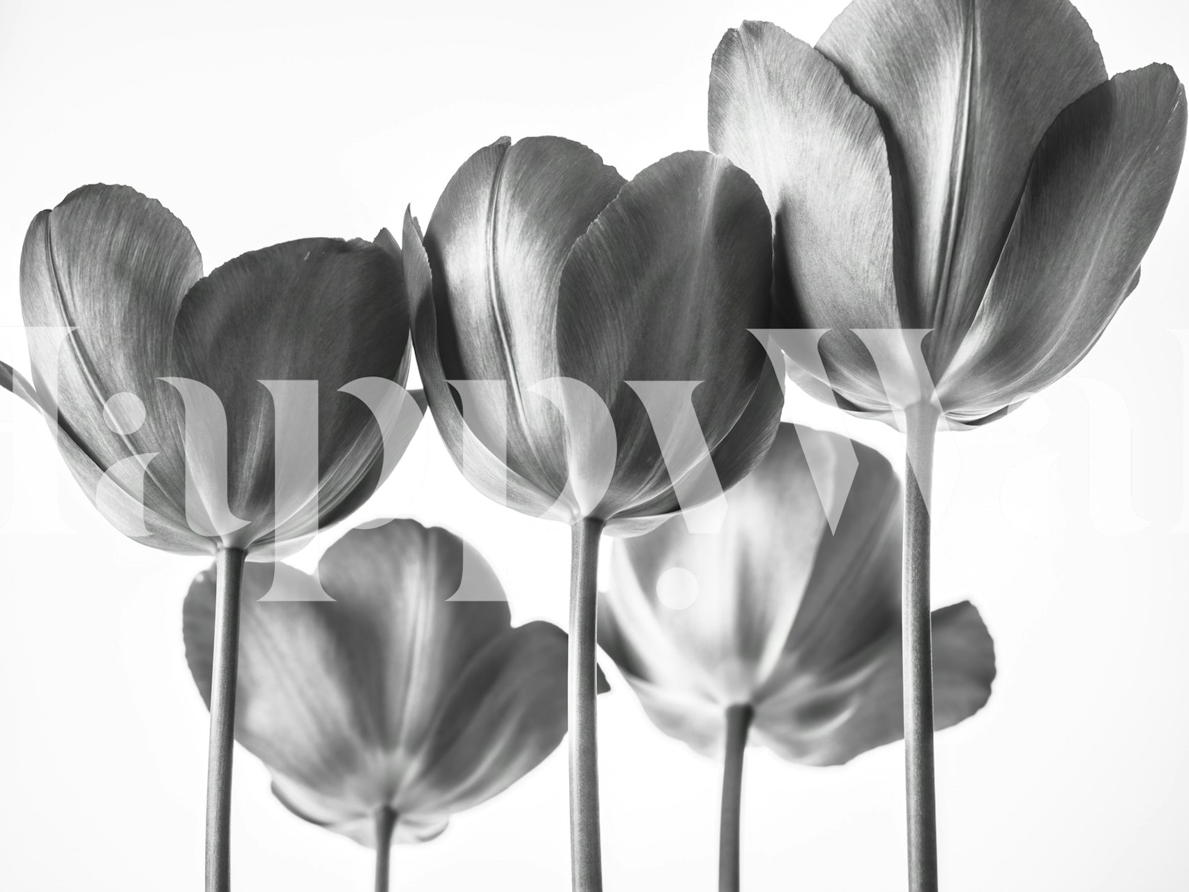 Black and white tulip flowers wallpaper