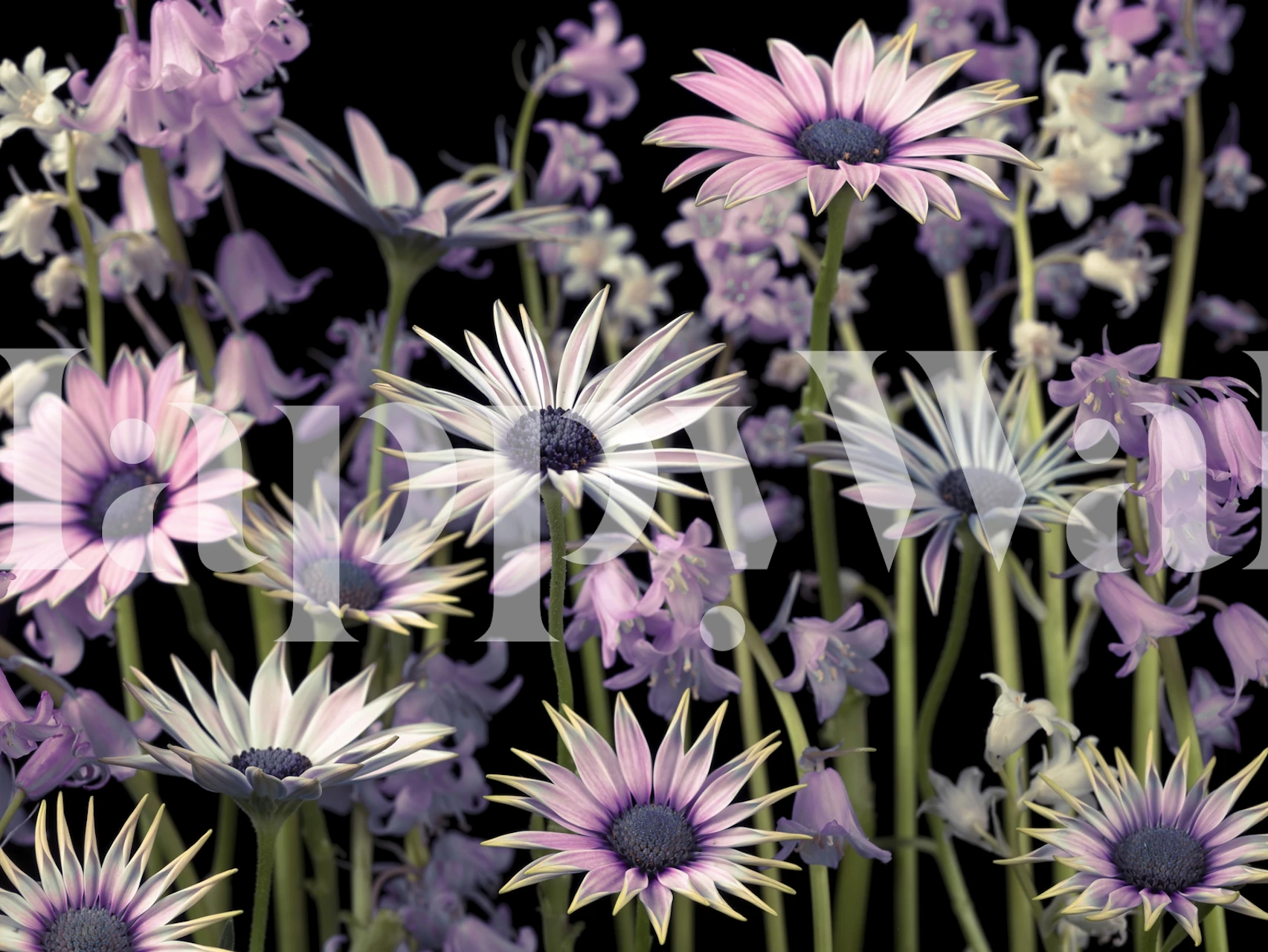 Purple and white daisies and flowers with green stems wallpaper