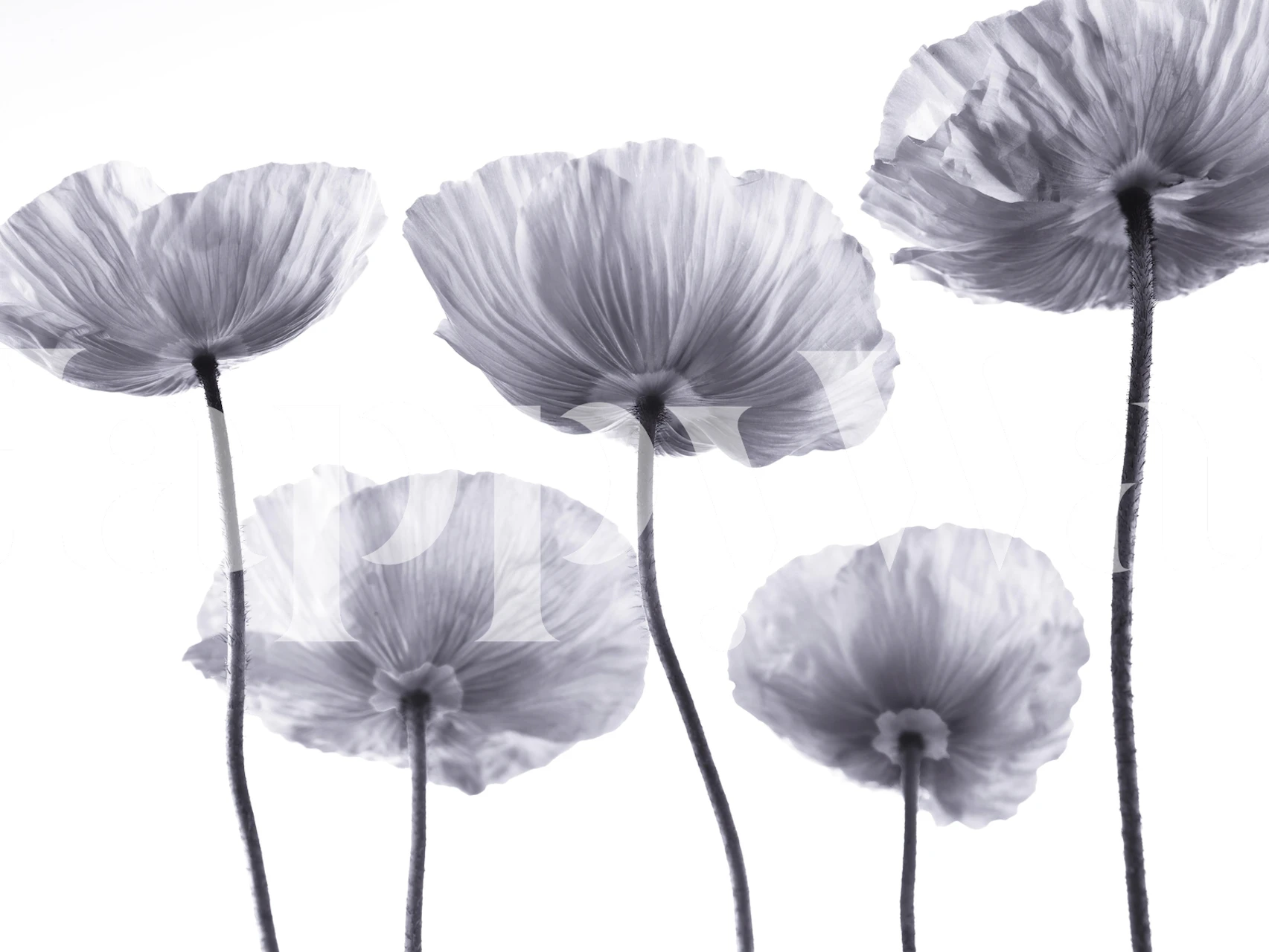 Five Poppies 2 wallpaper in a room