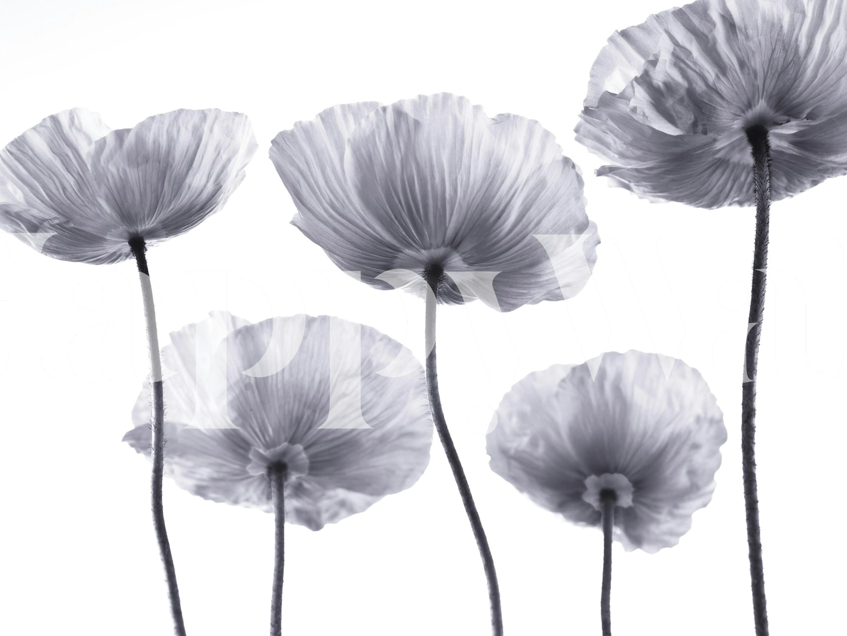 Five Poppies 2 papier peint dans une pièce