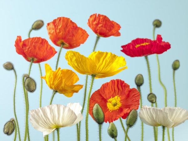 Multicoloured Poppies and buds 2