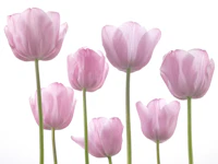 Tulips 2 wallpaper