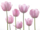 Tulips 2