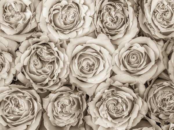 Background of roses 3