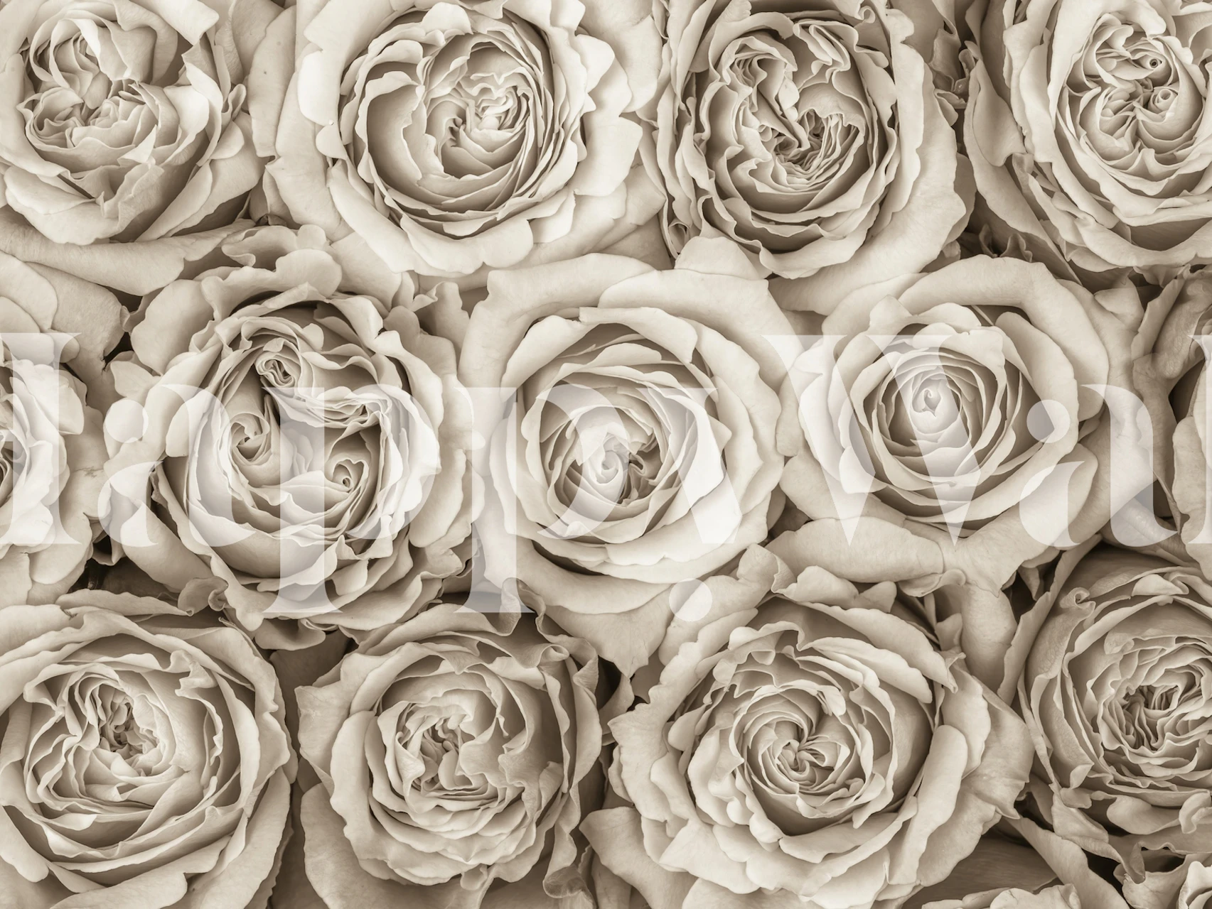 Background of roses wallpaper design