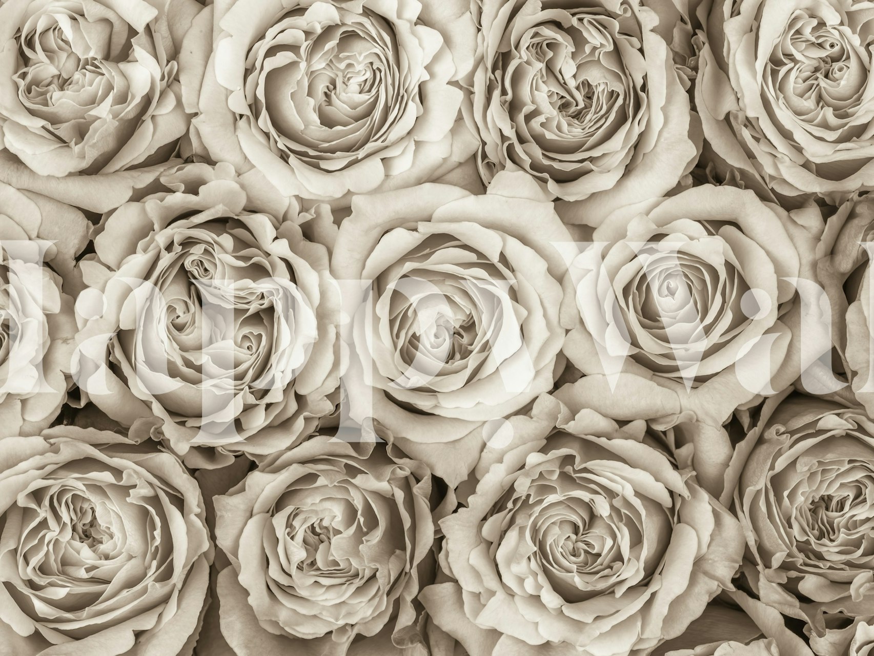 Background of roses wallpaper design