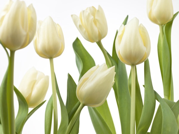 Tulip flowers 3