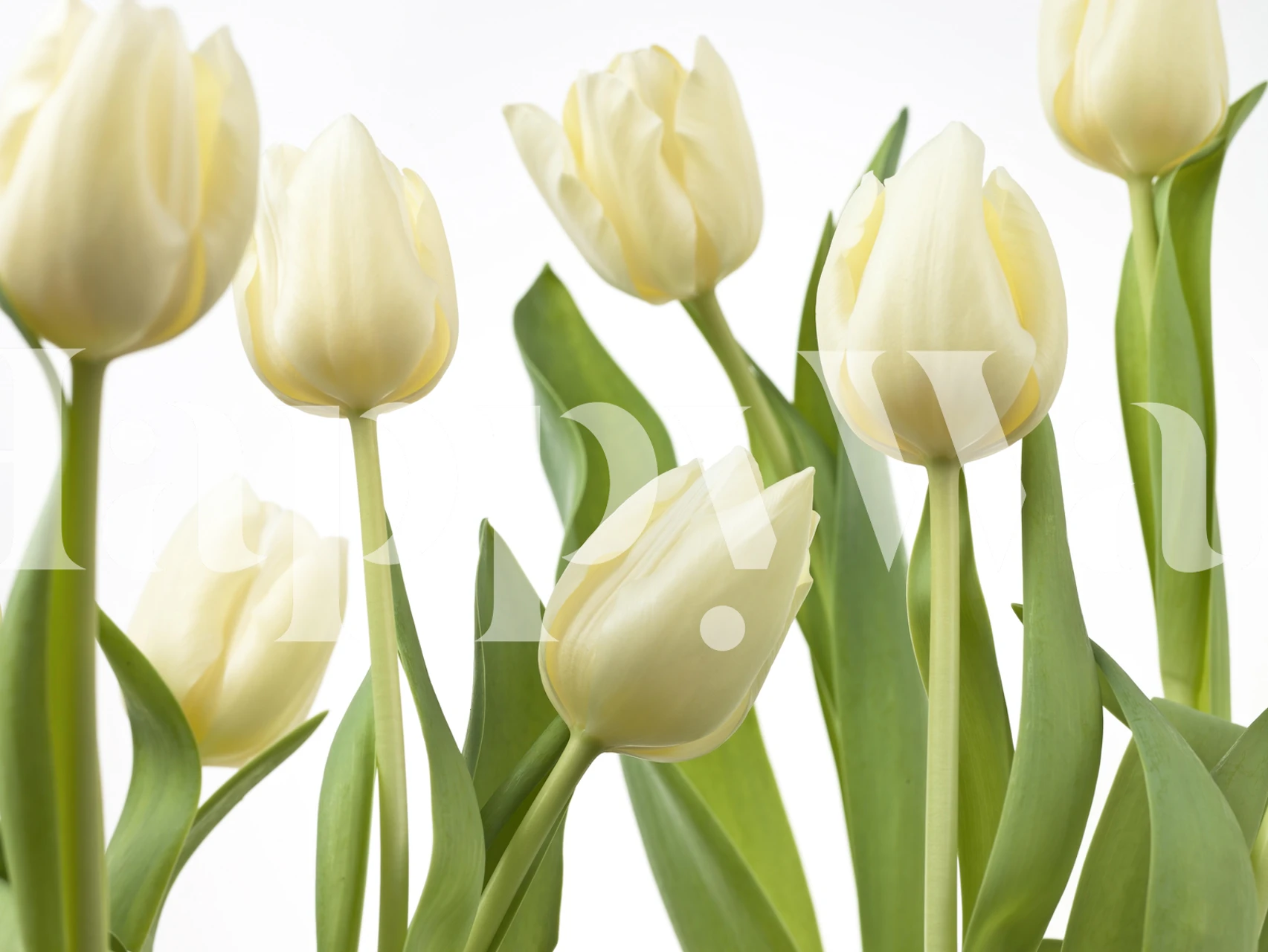 Tulip flowers tapeta u modernom okruženju